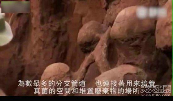 蚁穴,设计