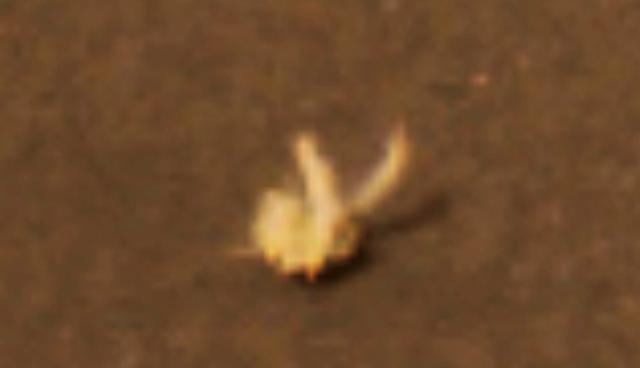 火星地表惊现神秘生物,画面放大后让人忍不住惊叹!