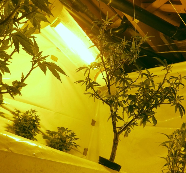 Plants