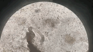 20180531_15278248814142.gif 3.gif
