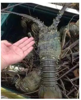 华为海外公司食堂曝光!他们这是要养猪啊,简直丧心病狂!