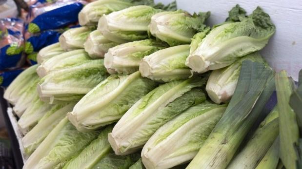 romaine 图片