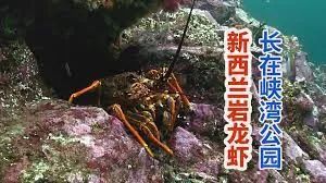 中国新西兰自贸协定升级 加拿大怎么办? 中国新西兰自贸协定升级 加拿大怎么办?