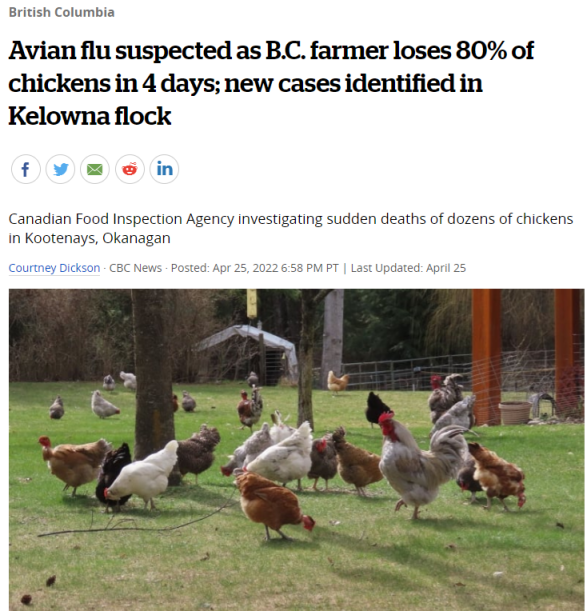 警惕!卑诗多地爆发新型禽流感 致死率达80% 警惕!卑诗多地爆发新型禽流感 致死率达80%