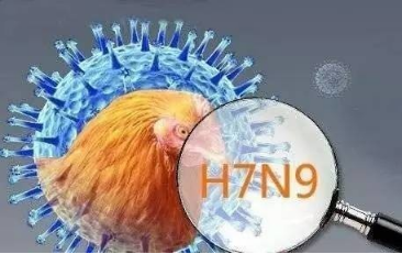 警惕!卑诗多地爆发新型禽流感 致死率达80% 警惕!卑诗多地爆发新型禽流感 致死率达80%