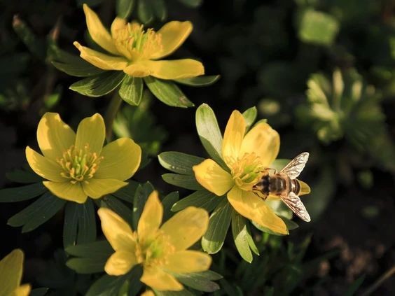 万锦中毒事件中餐馆明天重开 含毒香料货源下架 万锦中毒事件中餐馆明天重开 含毒香料货源下架