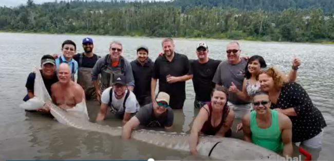 BC生态出大问题？！濒危物种&ldquo;恐龙鱼&rdquo;成批死亡