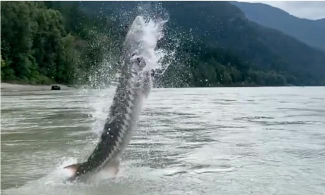 BC生态出大问题？！濒危物种&ldquo;恐龙鱼&rdquo;成批死亡