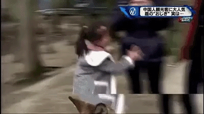 野性!小鹿在市中心追着人咬 女子被熊咬成重伤 野性!小鹿在市中心追着人咬 女子被熊咬成重伤