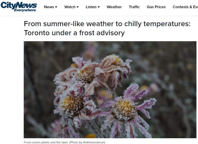 气温暴跌至-3°C!多伦多急发霜冻警报 气温暴跌至-3°C!多伦多急发霜冻警报