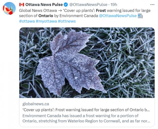 气温暴跌至-3°C!多伦多急发霜冻警报 气温暴跌至-3°C!多伦多急发霜冻警报