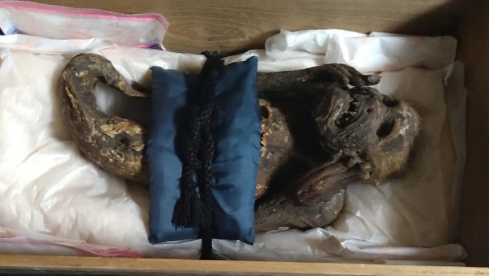 研究發現日本百年「美人魚木乃伊」 竟是「3物種」組成生物 图片