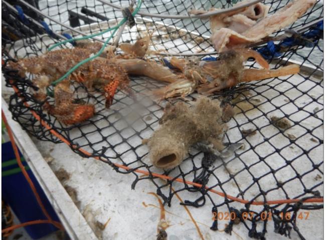 卑诗玻璃海绵保护区内捕虾 船长被罚万 卑诗玻璃海绵保护区内捕虾 船长被罚万