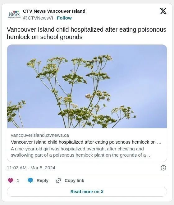 小心!BC省儿童学校操场吞下这个 竟中毒住院 小心!BC省儿童学校操场吞下这个 竟中毒住院