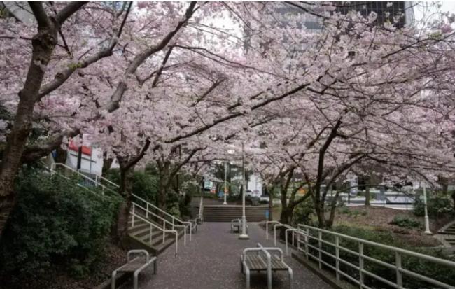 气流太不稳定!4月天气阴晴不定 樱花全掉没了? 气流太不稳定!4月天气阴晴不定 樱花全掉没了?