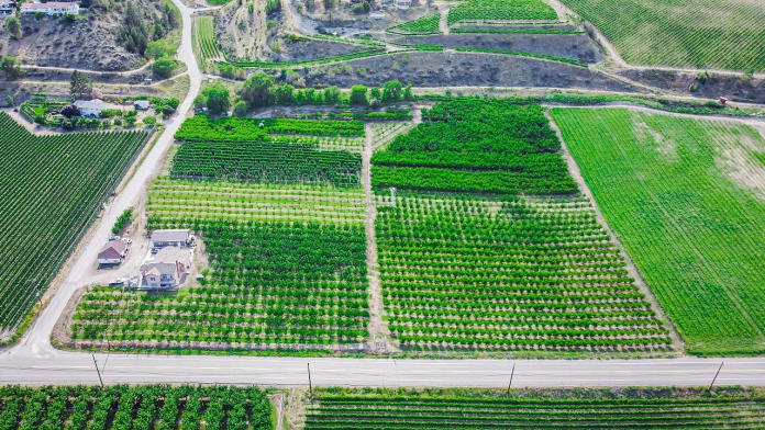 cherry orchard-1 图片