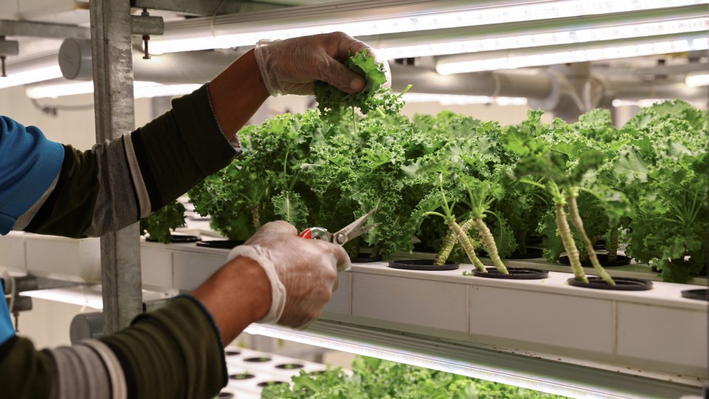 羽衣甘蓝号称超级食物。 路透社 羽衣甘蓝号称超级食物。 路透社