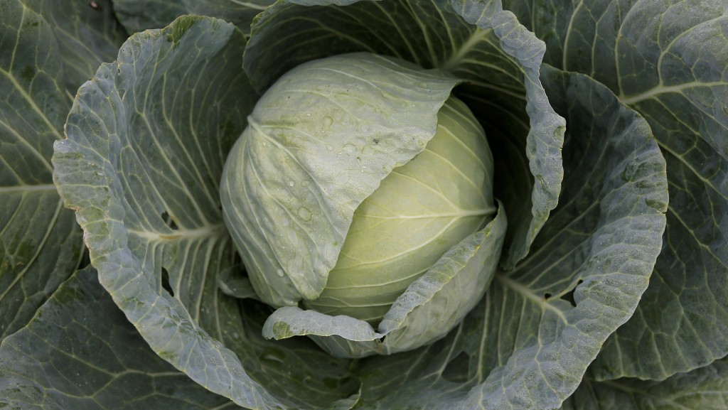 椰菜等绿色蔬菜中的叶酸能预防大脑中斑块的堆积。 路透社 椰菜等绿色蔬菜中的叶酸能预防大脑中斑块的堆积。 路透社