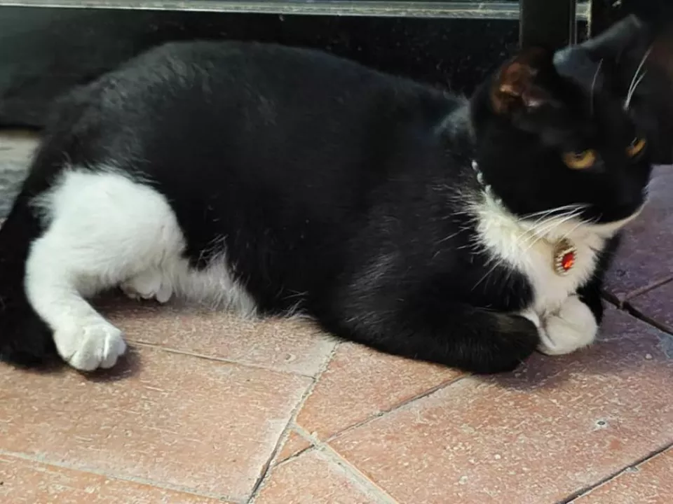 不和父母过年的00后,今年决定留在宠物身边