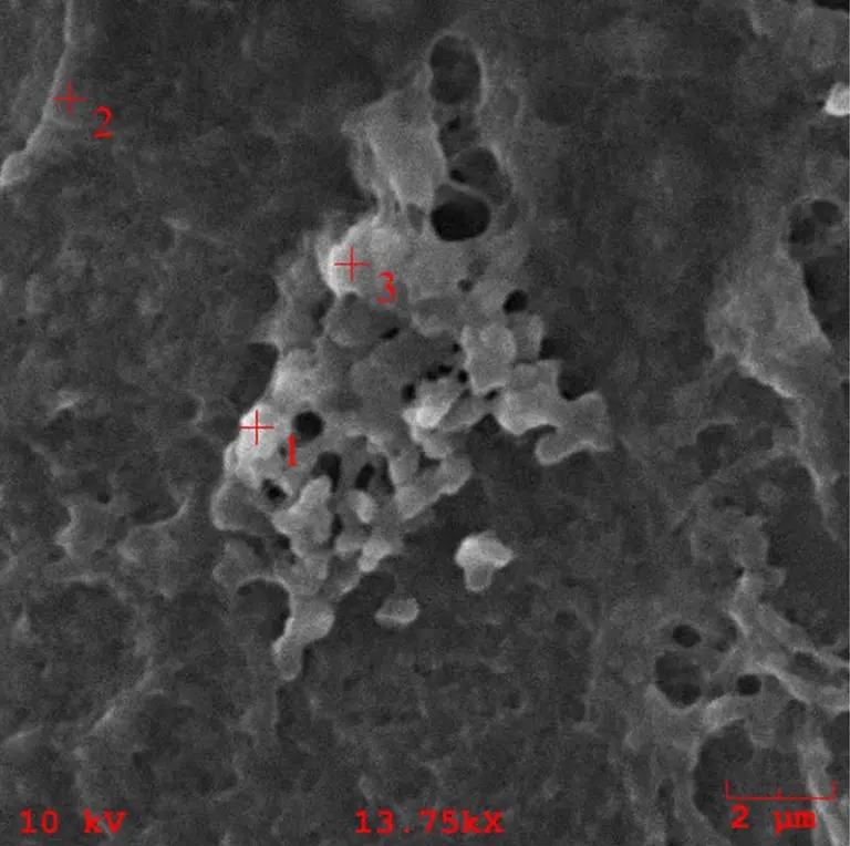 微塑料可能透过食物进入人体。网图