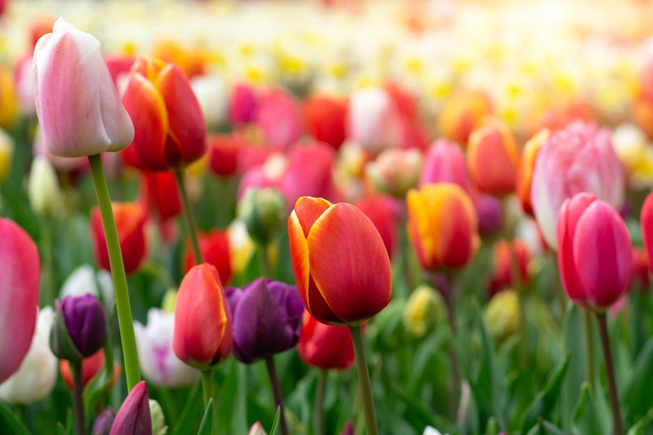 加拿大首个郁金香森林将在距温哥华仅60分钟的地方盛开