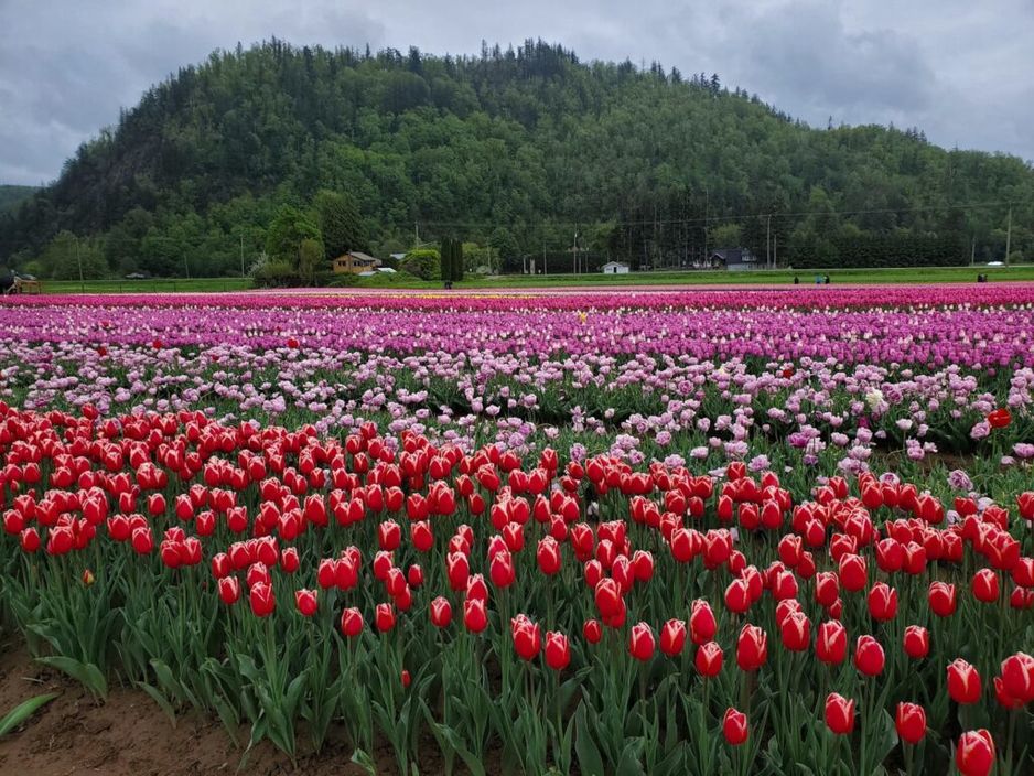 哈里森郁金香节