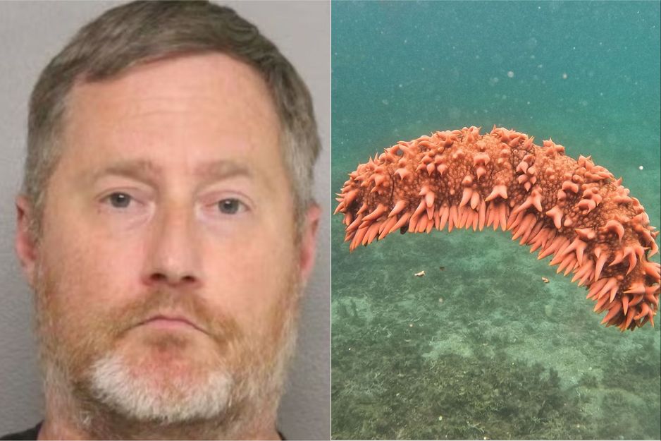 B.C. 海参事件主谋被处以100万美元罚款及重刑