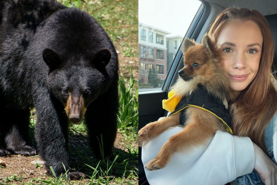 小狗在病毒视频中把熊赶出西温哥华的家