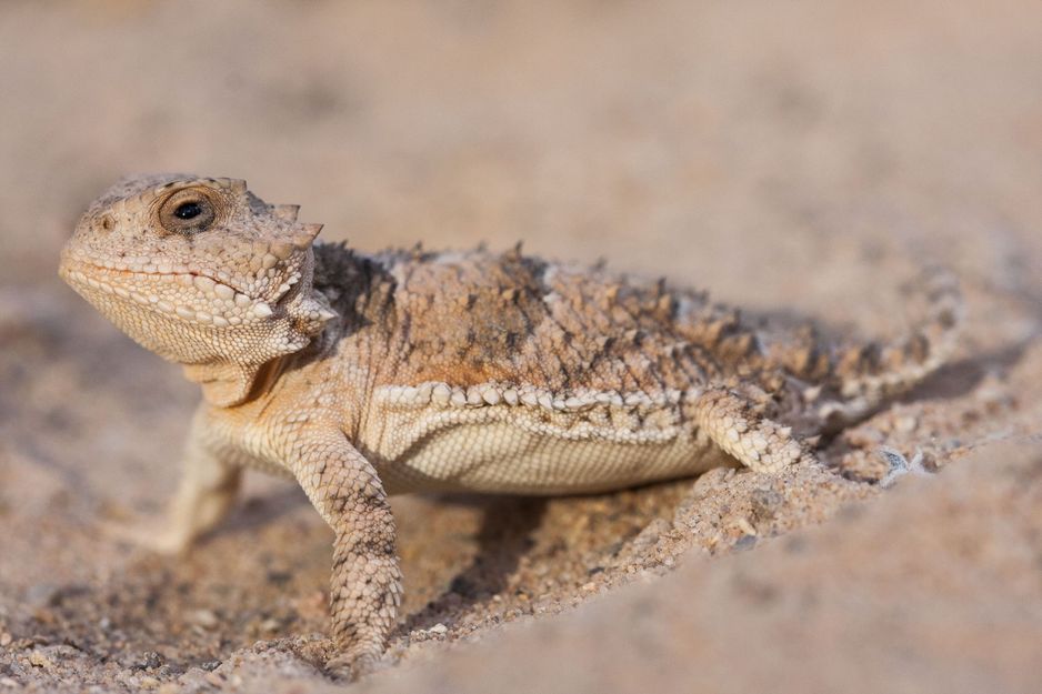 阿尔伯塔省有一种罕见的蜥蜴,它会从眼睛里喷血