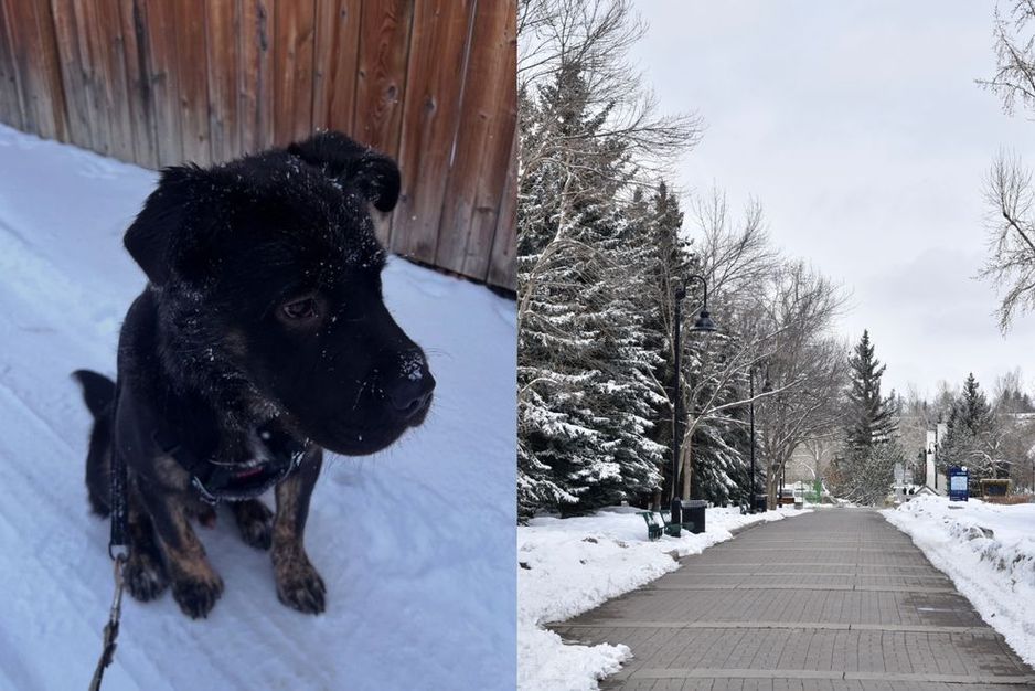 卡尔加里狗狗因在雪中找到现金而走红