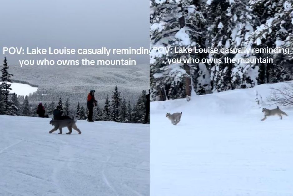 阿尔伯塔滑雪胜地惊现猞猁与小猞猁