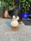 两只可爱的柯尔鸭