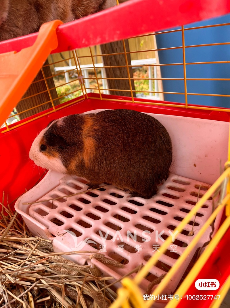 免费荷兰猪领养