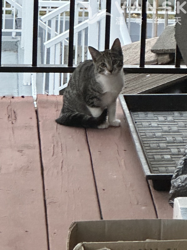 温东 一岁小女猫送爱心人士维多利亚夹 49 街附近 