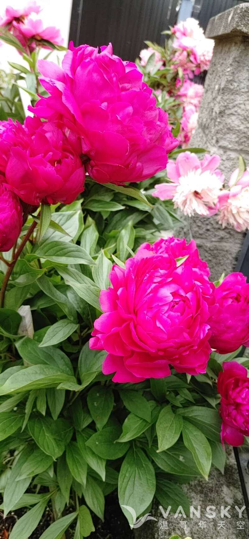 芍药花大盆$23细l些$20盆