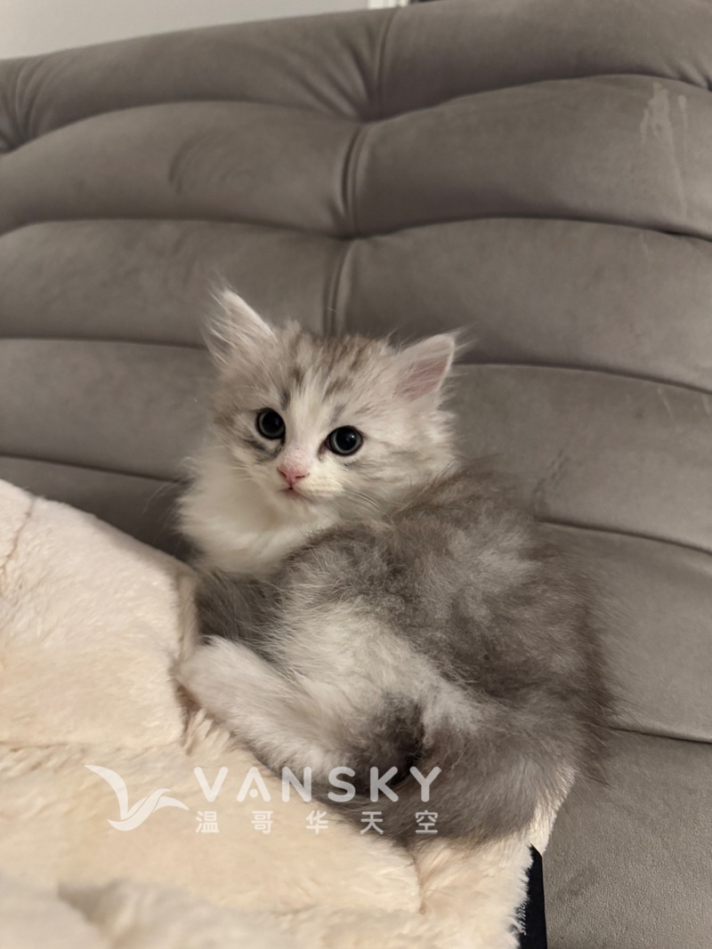 两只英长小弟弟