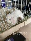 暑假回国寻爱心人士短暂寄养一只垂耳兔