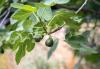 figs branch free for growing fig tree
