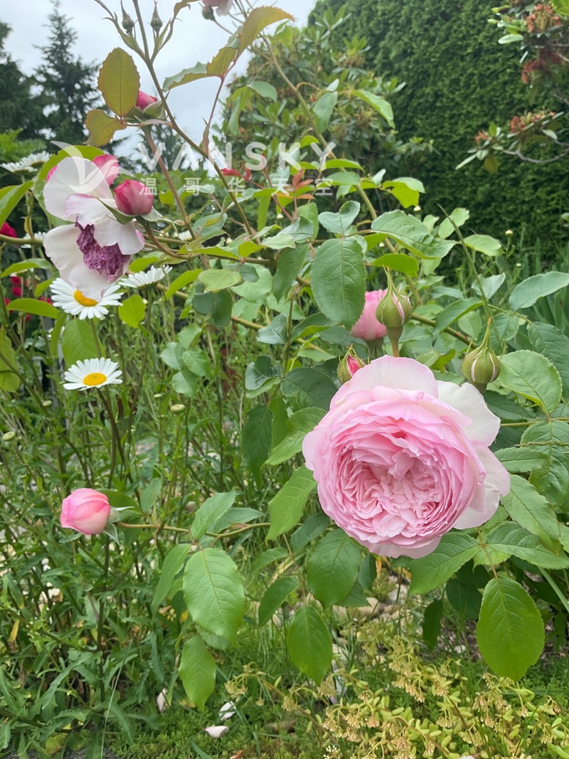 多年自生根玫瑰