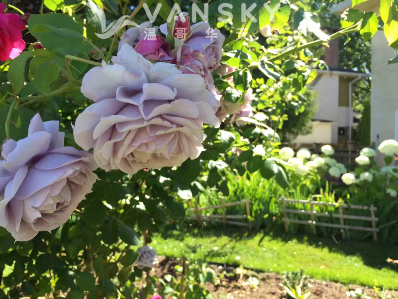 出租列治文一房一厅独立出入带家具