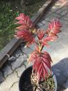 无花果树,香椿树出售