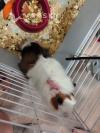 Guinea pig $25
