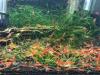 极火虾和樱花虾大处理，甩卖